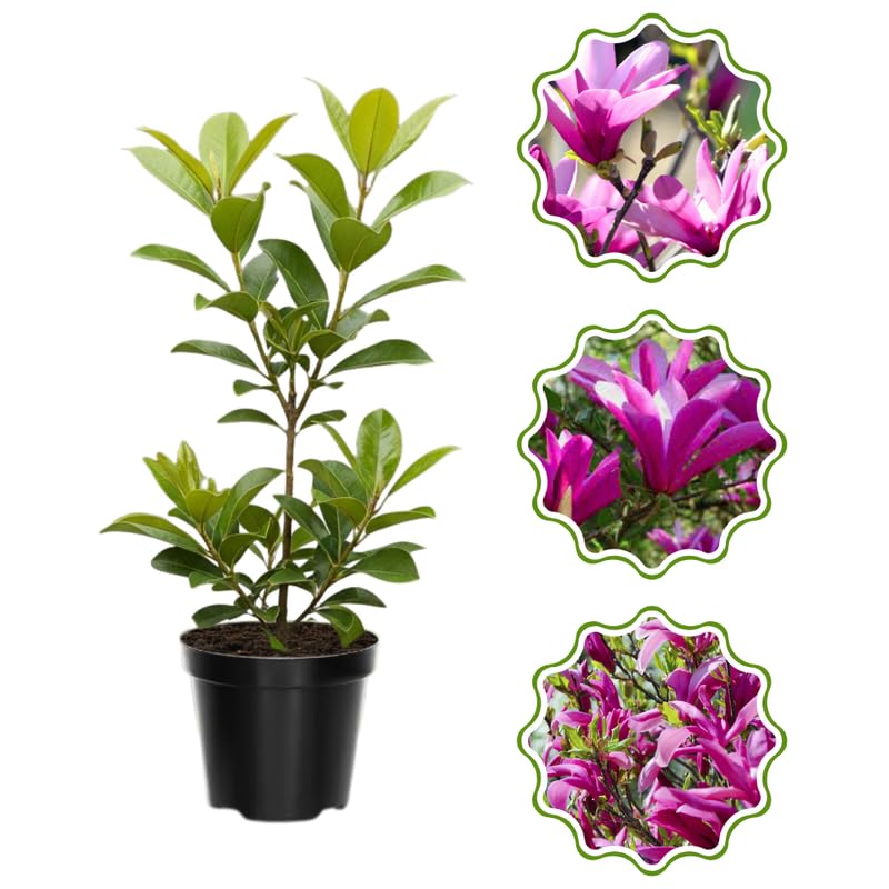 Magnolia Tree in Gallon Pot, Live Flowering Magnolia Tree, Hardy Ornamental Shade Trees with Fragrant Blooms