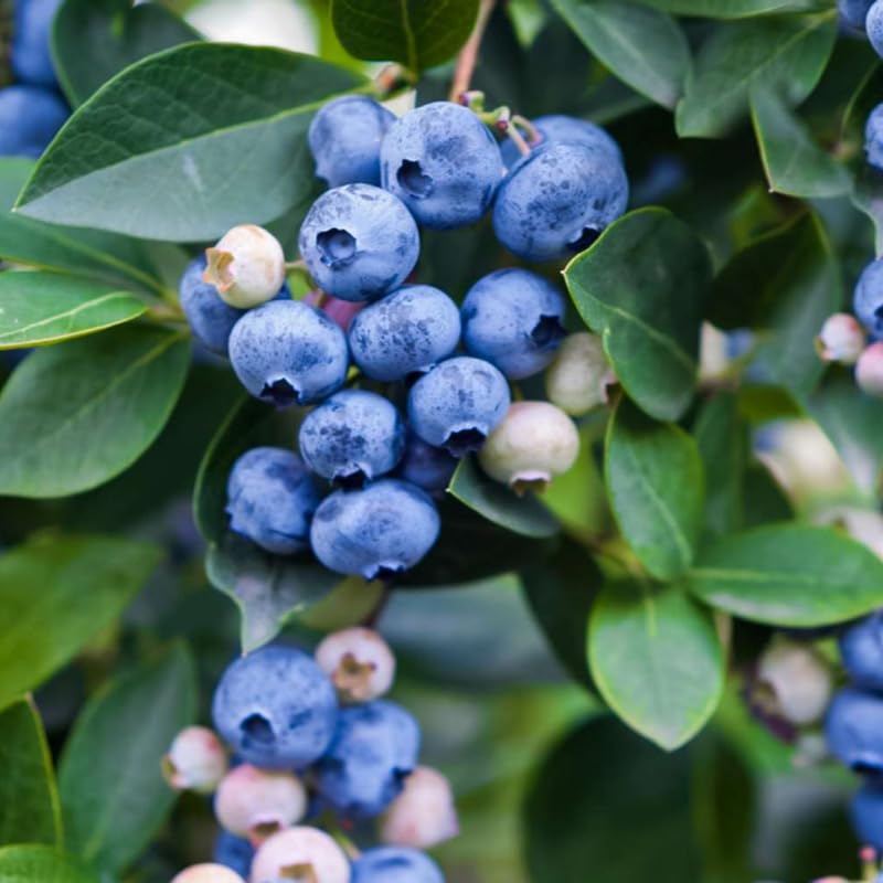 2 Blueberry Plants Live, Blueberry Trees Live Plant, Blueberry Bush Live Plant, 5-12" Tall, Blueberries Fruit Tree Ready to Grow (Duke Blueberry Plants)
