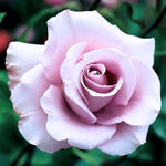 Rose Bush Live Plant, Hybrid Tea Rose Plant Live, 5-9 Inch Tall, Fragrant Flowers Tree, Well-Rooted 1 Year Old, No Pot (Purple Rose)