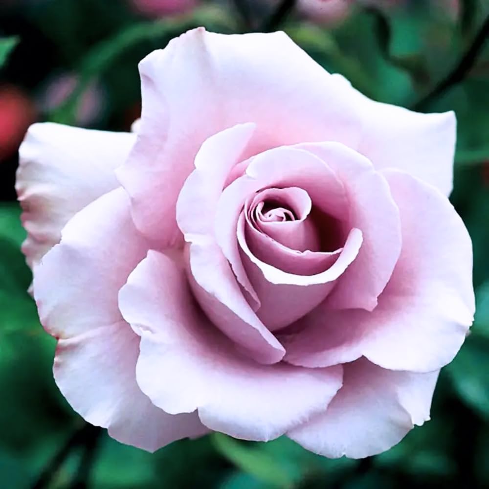 Rose Bush Live Plant, Hybrid Tea Rose Plant Live, 5-9 Inch Tall, Fragrant Flowers Tree, Well-Rooted 1 Year Old, No Pot (Purple Rose)