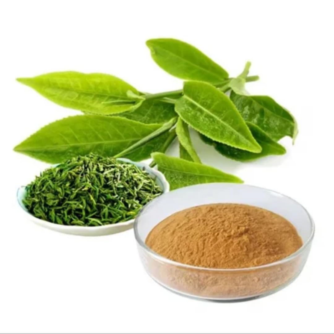 Green Tea Plant Tree Live Plant, 4 to 6 Inches in Height, Tea Plant Live, Camellia Sinensis Live Plant