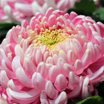 Light Pink Chrysanthemum Plant, Set 2 Light Pink Mums Plants Live, Hardy Perennial Mum Live Plant, 3 to 6 Inch Tall Garden Mum Starter Plants for Garden Beds, Containers, Vibrant Fall Blooms, No Pot