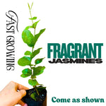 3 Climbing Jasmine Live Plants for Indoor Outdoor Planting, Gardenia Jasmine Plants Live, Fragrant, 5-8" in Tall, Hardy