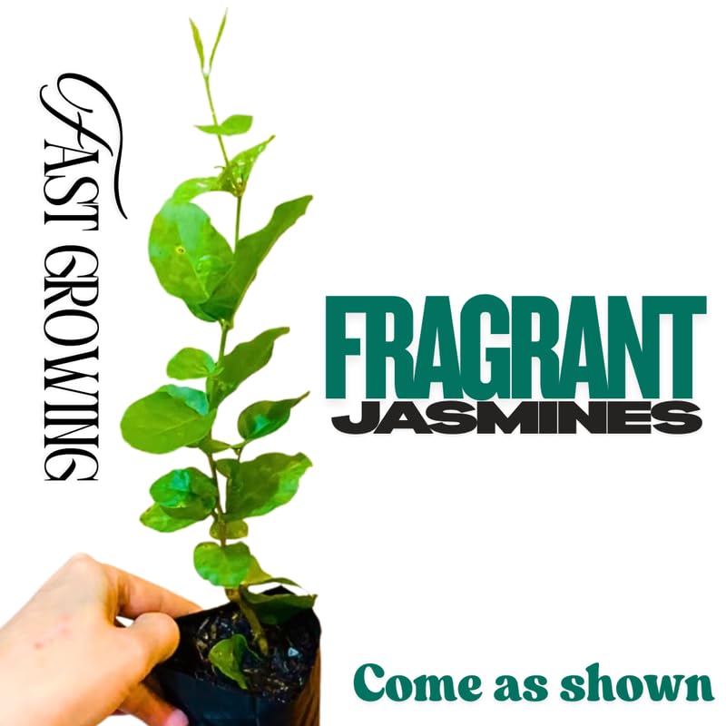 3 Climbing Jasmine Live Plants for Indoor Outdoor Planting, Gardenia Jasmine Plants Live, Fragrant, 5-8" in Tall, Hardy