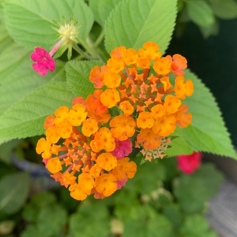4 Colorful Perennial Lantana Trees Live Plants, Orange Blooms, Hardy and Long Blooming Seasons, Fragrant, 5-10" in Tall, Full Sun Growing