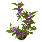 3 Purple Beautyberry Bush Shrub Plants Live, 4 to 7 Inc Tall, American Beautyberry Trees Live Plants for Growing Outdoor or Indoor