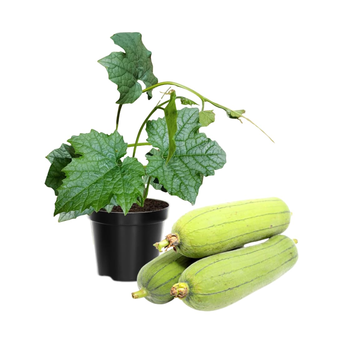 2 Luffa Plants Live, Luffa Gourd Live Plant, Loofah Gourd Plants for Garden, 3 to 5 Inches Tall, Vine Garden
