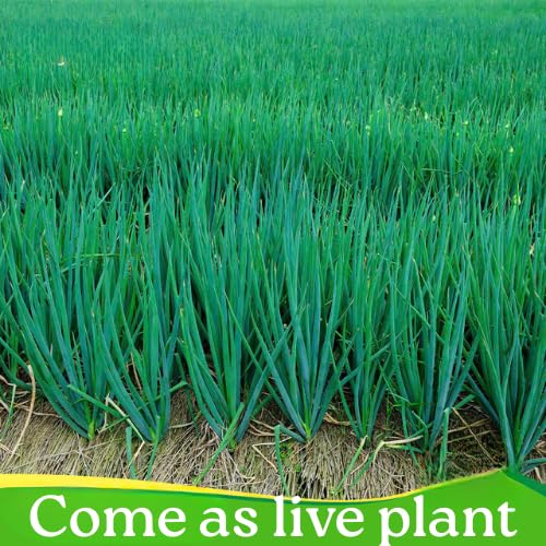 6 Tree Onion Egyptian Walking Onion Live Plants for Planting Outdoors, Rare Fresh Heirloom Allium Winter Onions Vegetable Plant, Not Bulbs