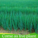 3 Egyptian Walking Onion Live Plants for Outdoor Planting, Set 3 Plants of Second Year, Winter Hardy Rare Fresh Heirloom Allium Winter, Top Size Onions Vegetable