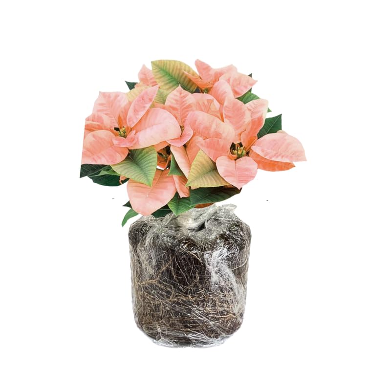 Set 2 Poinsettia Live Plants, Holiday Houseplant, Poinsettias Trees Live Plants, Christmas Decorative Flowers 4-9'' Tall, Peachy Blooms