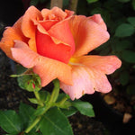 Rose Bush Live Plant, Hybrid Tea Rose Plant Live, 5-9 Inch Tall, Fragrant Flowers Tree, Well-Rooted 1 Year Old, No Pot (Coral Rose)
