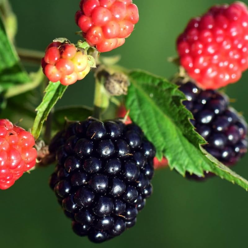 2 Thornless BlackBerry Plants Live for Planting, BlackBerry Bushes Live Plants 5 to 8 Inc Tall, Blackberries Fruit (Sweet Pie BlackBerry)