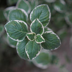 2 Variegated Cuban Oregano Plants Live, 4-6" Tall Spanish Thyme Mexican Mint for Indoor Outdoor Growing