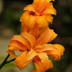 Pack 3 Double Orange Daylily Bulbs for Planting, Hardy Perennial Flower with Vibrant Blooms, Reblooming Daylilies Bulbs for Garden Borders and Containers