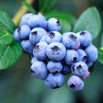 2 Southern Highbush Blueberry Plants Live for Outdoor Growing, Biloxi Blueberry Trees Live Plants, Blueberries Bushes, Hardy and High Yield Seedlings, Starter 4 to 7", No Pot