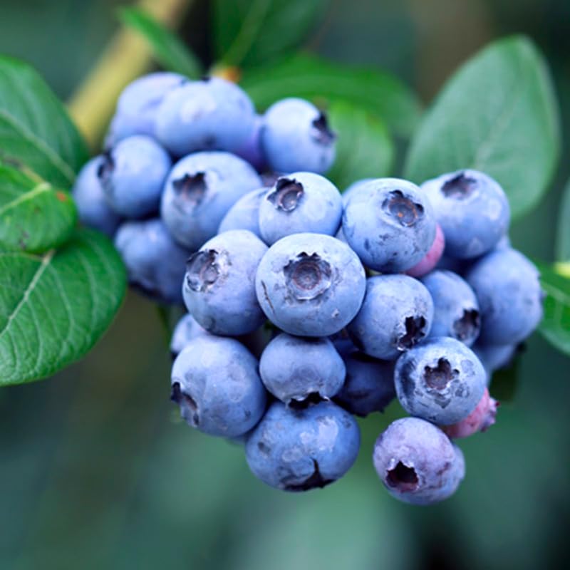 2 Southern Highbush Blueberry Plants Live for Outdoor Growing, Biloxi Blueberry Trees Live Plants, Blueberries Bushes, Hardy and High Yield Seedlings, Starter 4 to 7", No Pot