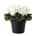 African Violets Live Plant, White African Violet Plant, 3-5 Inches Tall, Vibrant Blooms, Easy Care Indoor Flowering Plants for Home and Office Decoration