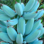 Blue Ice Cream Banana Plant Live, 4-6" Tall Well-Rooted for Indoor Tropical Displays, Cold Hardy Banana Fruit Tree