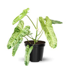 Variegated Philodendron Plant Live, Rare Tropical Variegated Live Indoor Houseplant, Starter Plants No Pot, 5-9" in Tall