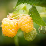 Pack 2 Raspberry Plants Live, Raspberry Everbearing Trees Bushes, Very Sweet Raspberry, Raspberries Size 5-10 Inches in Tall, No Pot (Golden)