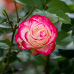 Rose Plant Live for Planting, Bareroot 6-10 Inch Tall, Climbing Vine Bush Shrub for Flowering (Delight Rose)