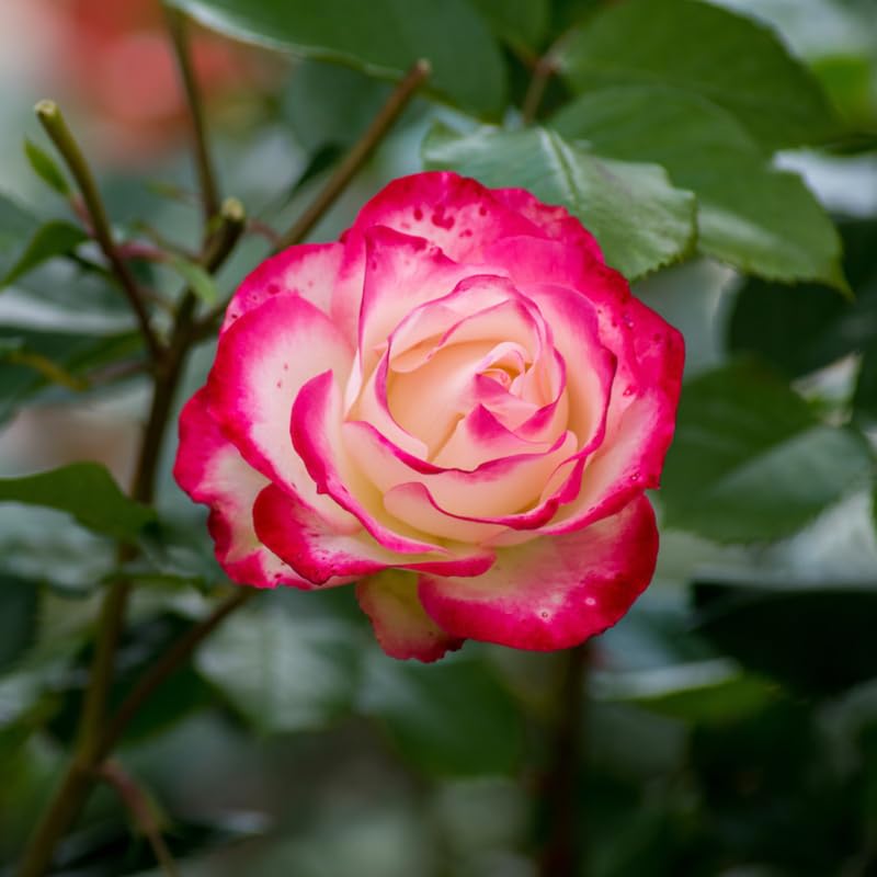 Rose Plant Live for Planting, Bareroot 6-10 Inch Tall, Climbing Vine Bush Shrub for Flowering (Delight Rose)