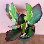 Peperomia Rainbow Live Plant 4-7 Inch Tall, 3.5 Inch Plant, Red Edge Peperomia Rainbow Plant, Maintenance Houseplant for Home Decoration