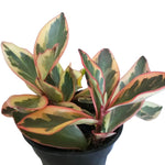 Peperomia Plant Live, Peperomia Live in 3.5 Inches Pot, Tropical Houseplant for Indoor Planting, Compact Plant for Home Office Decor, 4 to 6 Inches Tall (Peperomia Rainbow)