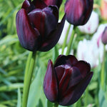 10 Tulip Bulbs for Spring Planting, Tulip Bulbs for Fall Planting, Flower Bulbs, Zones 3-8 (Black)