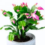1 Pot Pink Christmas Cactus Live Plant, Clumps of 4-7 Inch Height, True Christmas Cactus for Indoor Spaces, Holiday Houseplant