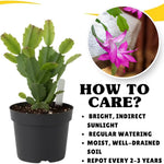 Dark Pink Christmas Cactus Plants Live in 4 Inch Pot, Perennial Christmas Thanksgiving Cactus Plants Potted, Vibrant Flower Holiday Houseplant Indoors Outdoors