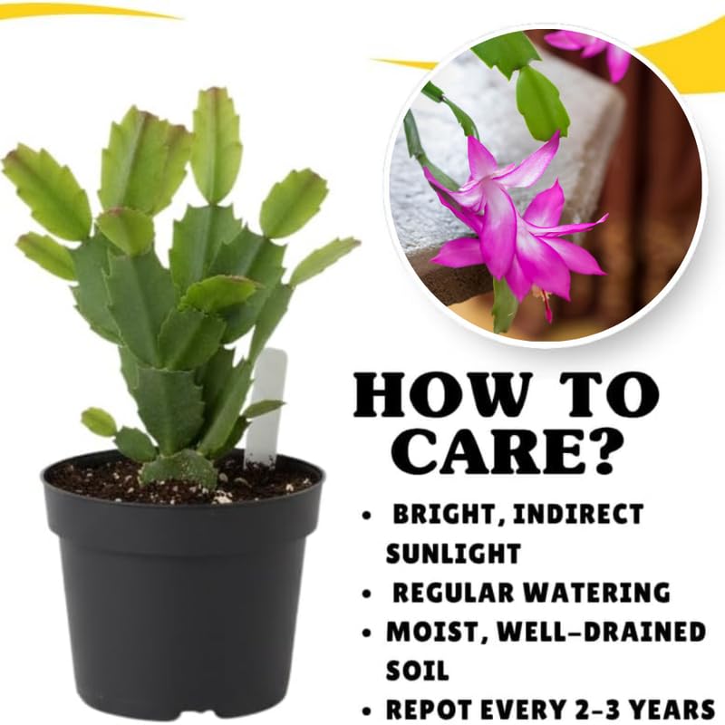 Dark Pink Christmas Cactus Plants Live in 4 Inch Pot, Perennial Christmas Thanksgiving Cactus Plants Potted, Vibrant Flower Holiday Houseplant Indoors Outdoors