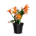Orange Easter Cactus Plants Live, Starter Holiday Cactus Plant for Indoor Outdoor Houseplants, False Christmas Thanksgiving Cactus Like, Cold Hardy, 5-9" in Tall, No Pot