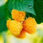 2 Raspberry Plants Live for Planting, Golden Raspberry Everbearing, Very Large and Sweet Raspberries, Well-Rooted Zones 4-8 (Fall Gold Yellow)