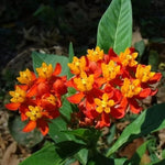 3 Deep Red Milkweed Plant Live, Asclepias Tuberosa Butterfly Bush, 4-8"