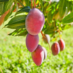 Irwin Mango Tree Live Plant, 8–12 Inch Tall in Pot, Sweet Hardy Mango Seedling Variety for Planting, Outdoor Fast-Growing