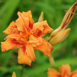 Set 10 Double Orange Daylily Bulbs for Planting, Hardy Perennial Lily Roots for Colorful Summer Blooms