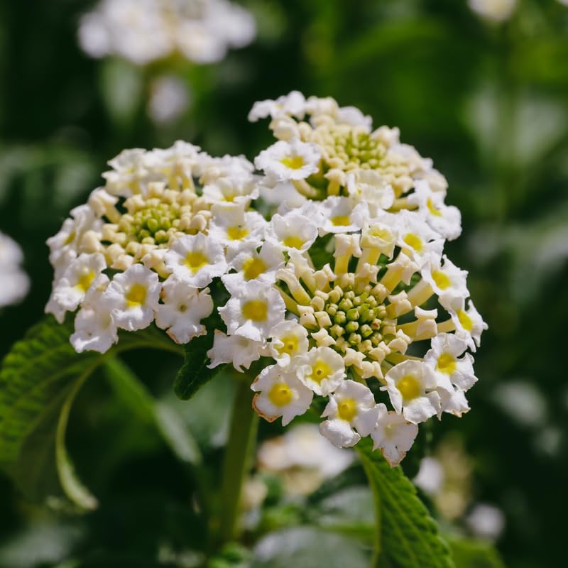 Pack 2 Lantana Live Plants for Planting, Hardy Perennial Lantana Bushes Well Rooted 4-7 Inches, Assorted Blooms (White Flowers)