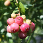 2 Blueberry Trees Live Plant for Planting, 5-10" Tall, Blueberry Plant Live, Sweet Blueberry Bush Live Plant, Large Blueberries Fruit Bareroot (Pink Lemonade Blueberry)