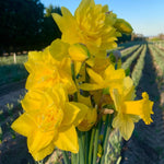 Pack 20 Mixed Daffodil Bulbs, Double Daffodils Flower Bulbs, Perennial Flowers for Garden or Containers