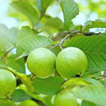 Set 4 Guava Live Plants, Guava Trees, Pink Guava Trees Live Plant, 4"-8" in Tall, Guava Trees Plant Live Guava for Gardening