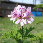 2 Live Citronella Plants, Perennial Fragrant Citronella Herbs, 4-7 Inches, Ready to Grow Indoor Outdoor