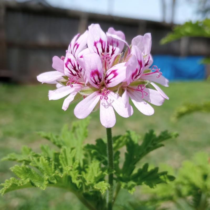 2 Live Citronella Plants, Perennial Fragrant Citronella Herbs, 4-7 Inches, Ready to Grow Indoor Outdoor
