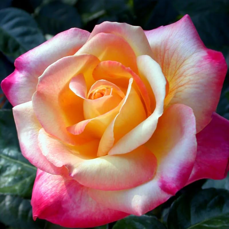 Rose Bush Live Plant, Fragrant Hybrid Tea Rose Flowers Well Rooted Plant, 5-10 Inc Tall for Planting Indoor Outdoor (Peace Rose)