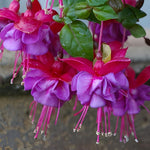 Purple Fuchsia Plant Live 4'' Pot, Hardy Flowering Fuchsia Starter 3-6'' Tall, Hanging Basket or Patio Garden Plants, 2 Plants per Pot