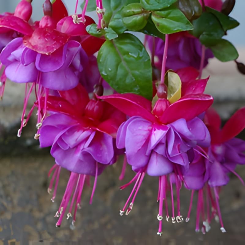 Purple Fuchsia Plant Live 4'' Pot, Hardy Flowering Fuchsia Starter 3-6'' Tall, Hanging Basket or Patio Garden Plants, 2 Plants per Pot