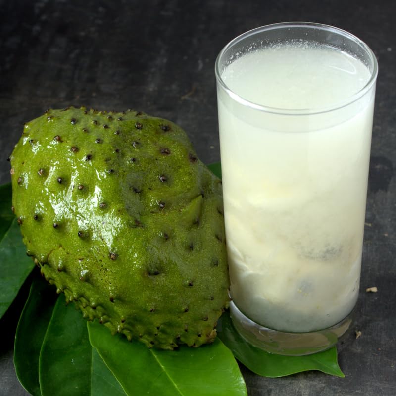Giant Soursop Guanabana Tree Live Plant, Starter Size 5”-10” Seedling No Pot, Hardy, Tropical Flavor Annona Muricata