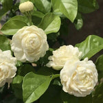 Set 2 of Jasmine Plant Indoor Live, Grand Duke of Tuscany Jasmine Flower Plant Between 5 and 7 Inc Tall Garden Growing