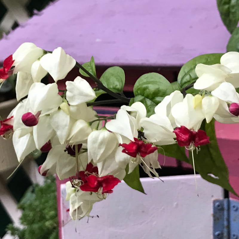 Bleeding Heart Live Plant, 6-8 Inch Clerodendrum Live Plant, Clerodendrum Bleeding Heart Vine - Perennial Flower, Well Rooted Starter Plant