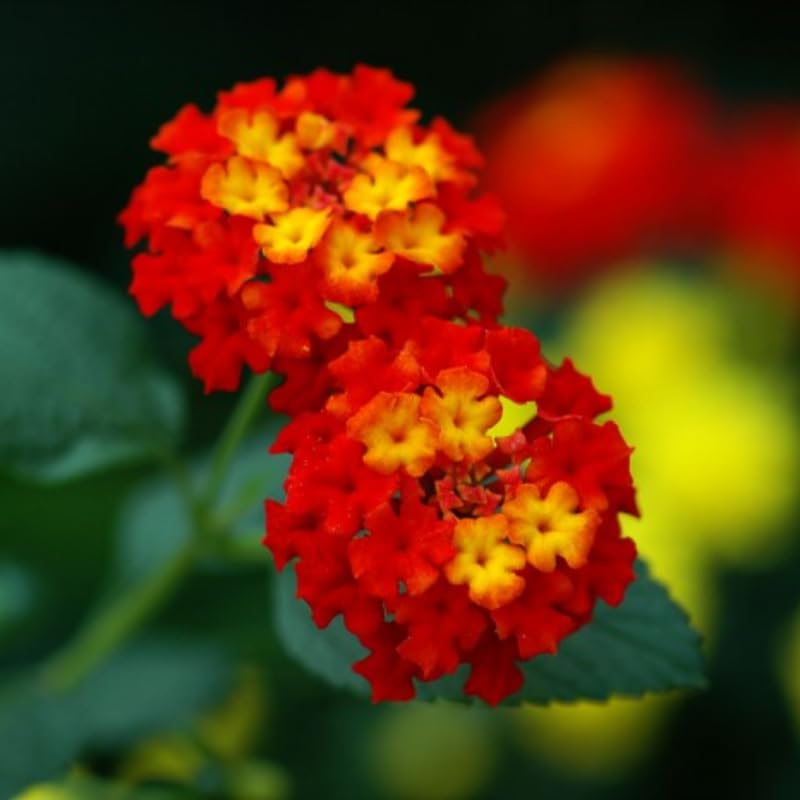 2 Red Lantana Plants Live, Colorful Perennial, Long-Blooming and Very Hardy, Size 5 to 12 Inches in Tall, Well-Rooted, Outdoor Planting